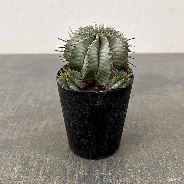 ユーフォルビア：ホリダ　3号鉢植え26-03