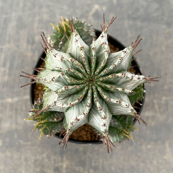 ユーフォルビア：ホリダ　3号鉢植え26-03