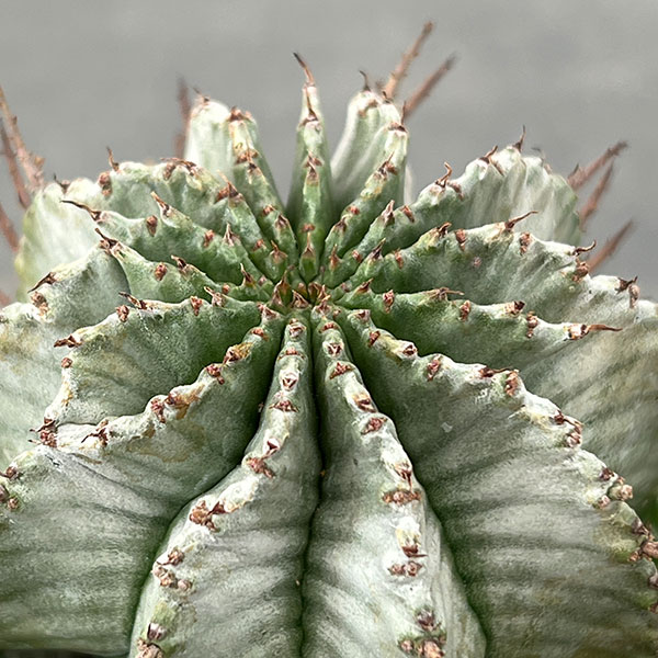 ユーフォルビア：ホリダ　3号鉢植え26-03