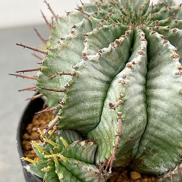 ユーフォルビア：ホリダ　3号鉢植え26-03