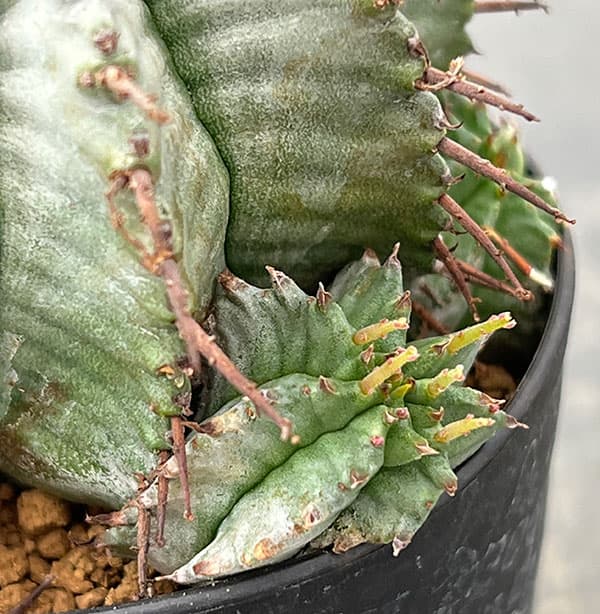 ユーフォルビア：ホリダ　3号鉢植え26-03