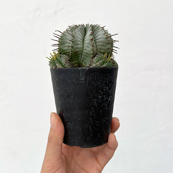 ユーフォルビア：ホリダ　3号鉢植え26-03