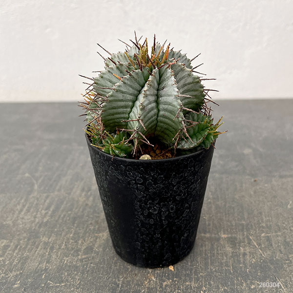 ユーフォルビア：ホリダ　3号鉢植え26-04