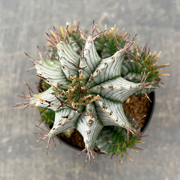 ユーフォルビア：ホリダ　3号鉢植え26-04