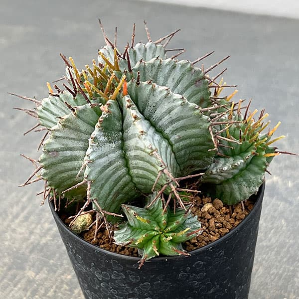 ユーフォルビア：ホリダ　3号鉢植え26-04