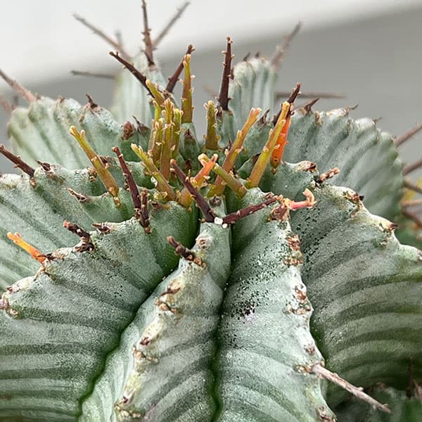 ユーフォルビア：ホリダ　3号鉢植え26-04