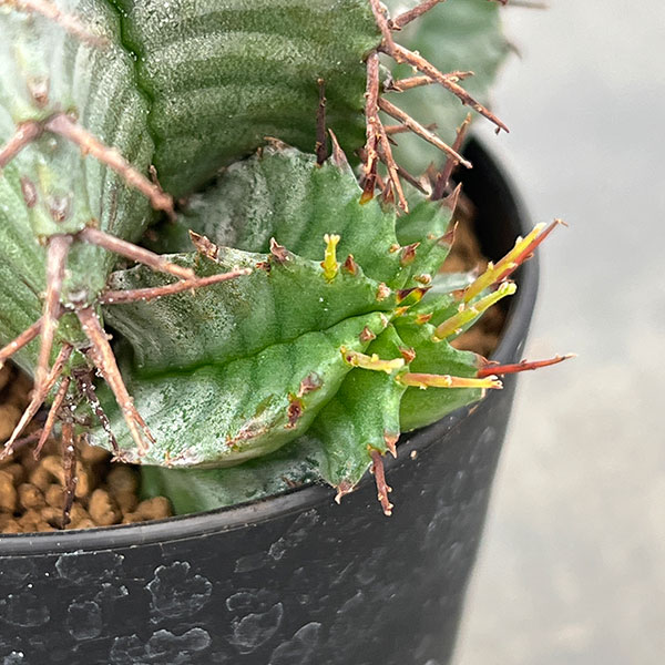 ユーフォルビア：ホリダ　3号鉢植え26-04