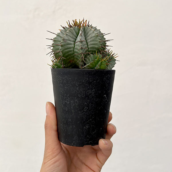 ユーフォルビア：ホリダ　3号鉢植え26-04