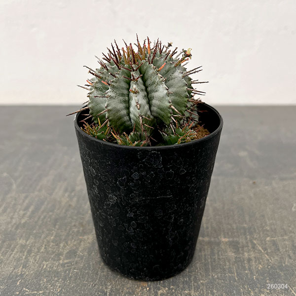 ユーフォルビア：ホリダ　3号鉢植え26-05