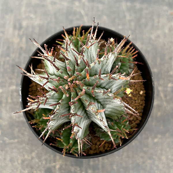 ユーフォルビア：ホリダ　3号鉢植え26-05