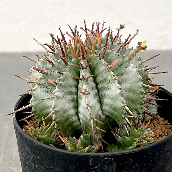 ユーフォルビア：ホリダ　3号鉢植え26-05