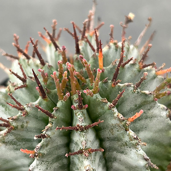 ユーフォルビア：ホリダ　3号鉢植え26-05