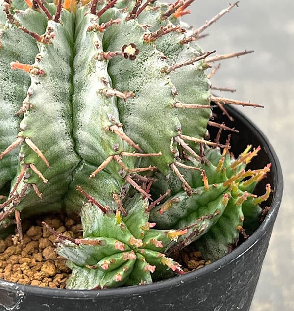 ユーフォルビア：ホリダ　3号鉢植え26-05