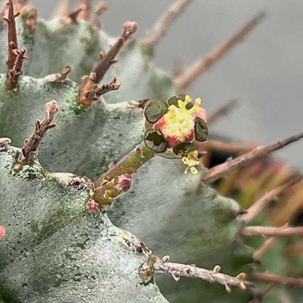 ユーフォルビア：ホリダ　3号鉢植え26-05