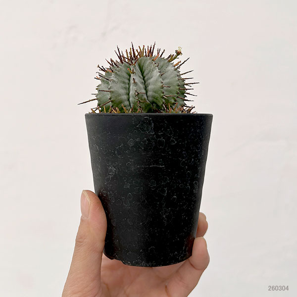 ユーフォルビア：ホリダ　3号鉢植え26-05