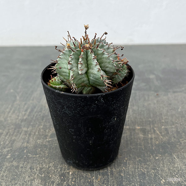 ユーフォルビア：ホリダ　3号鉢植え26-06