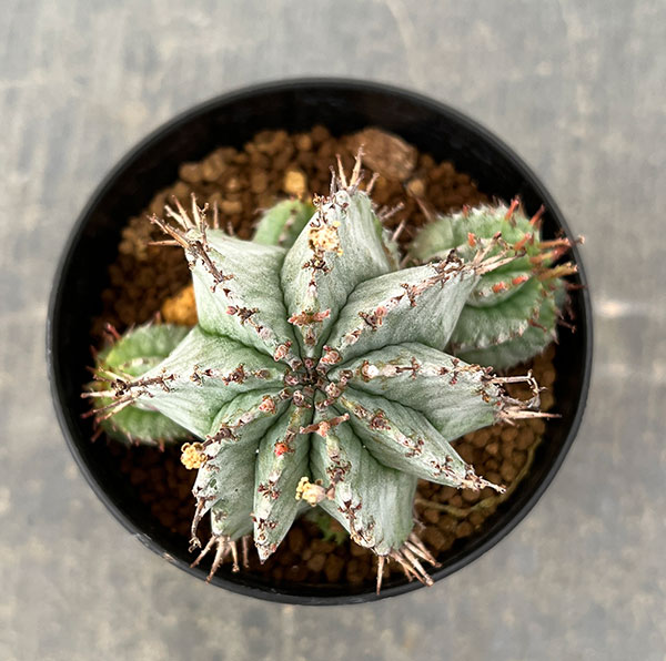 ユーフォルビア：ホリダ　3号鉢植え26-06