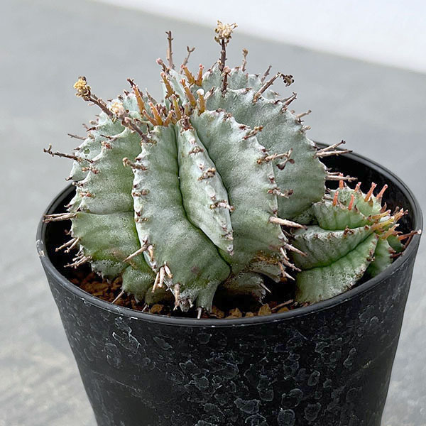 ユーフォルビア：ホリダ　3号鉢植え26-06