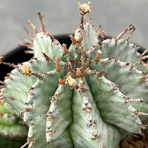 ユーフォルビア：ホリダ　3号鉢植え26-06