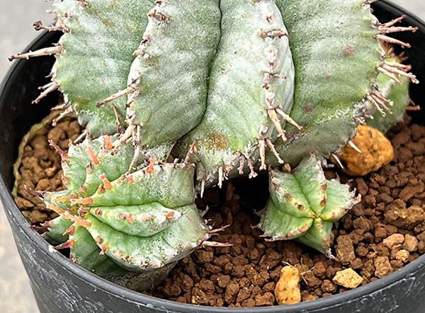 ユーフォルビア：ホリダ　3号鉢植え26-06