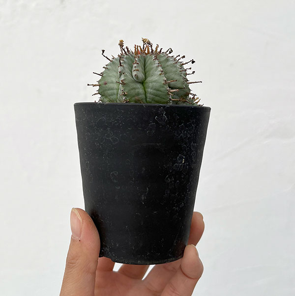 ユーフォルビア：ホリダ　3号鉢植え26-06