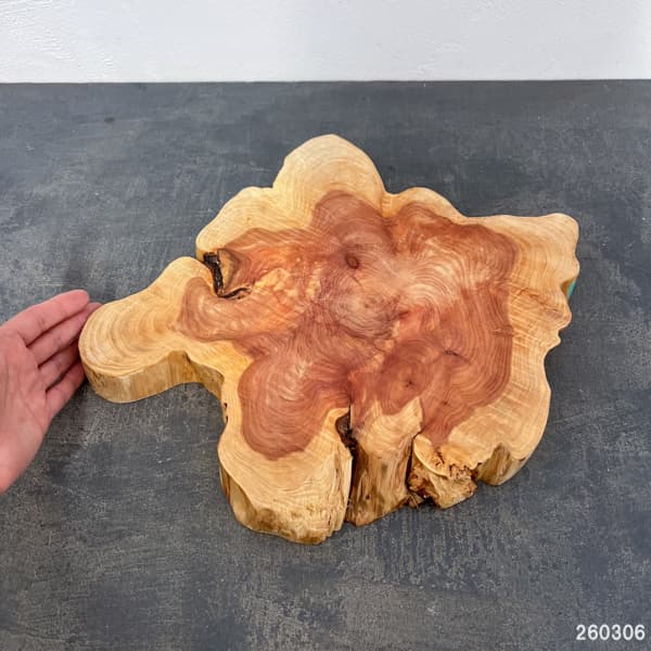 カイズカイブキ：ディスプレー用台（高さ約３ｃｍ、幅約40ｃｍ）