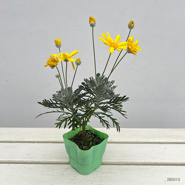 ユリオプスデージー：銀葉3.5号ポット