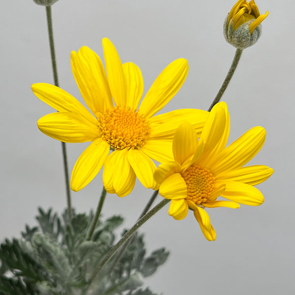 ユリオプスデージー：銀葉3.5号ポット