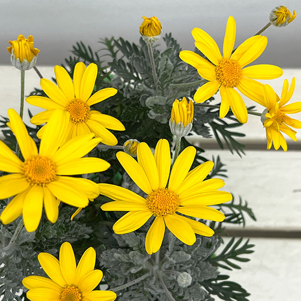 ユリオプスデージー：銀葉3.5号ポット