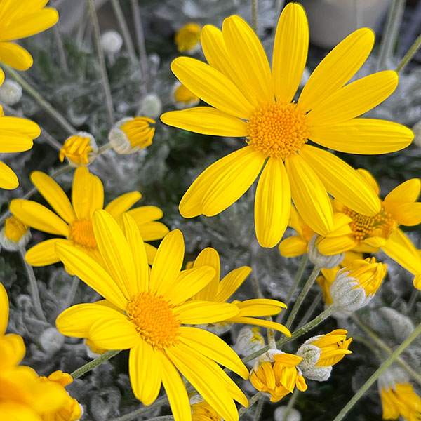 ユリオプスデージー：銀葉3.5号ポット