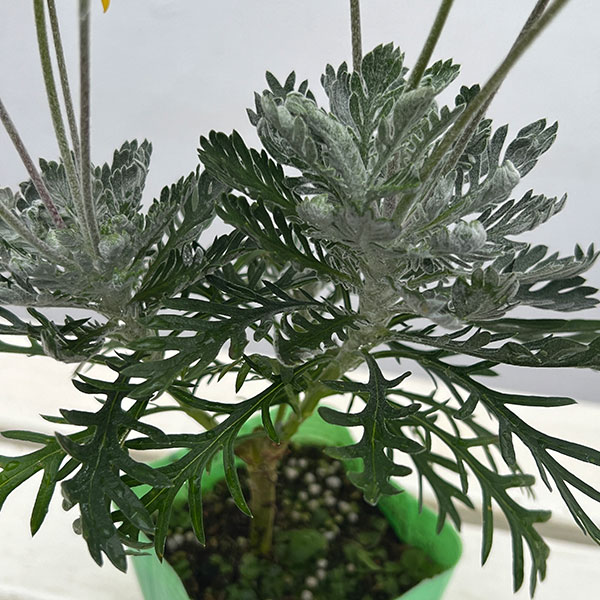 ユリオプスデージー：銀葉3.5号ポット