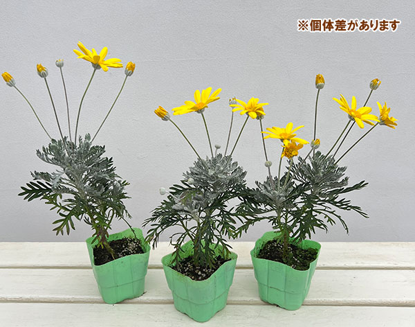 ユリオプスデージー：銀葉3.5号ポット
