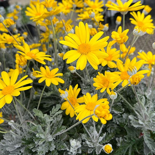 ユリオプスデージー：銀葉3.5号ポット