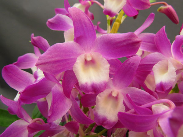 デンドロビウム：ハマナレイクドリーム2号ポット