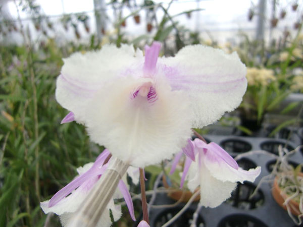 デンドロビウム：ビーラルディシャイニングピンク 2.5号ポット