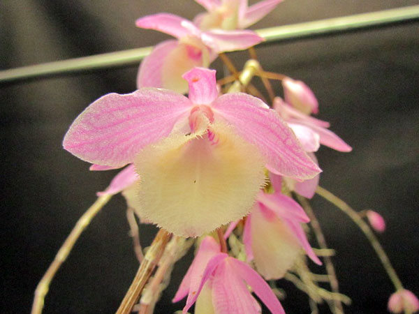 デンドロビウム　ビーラルディハダノピンク 2.5号ポット