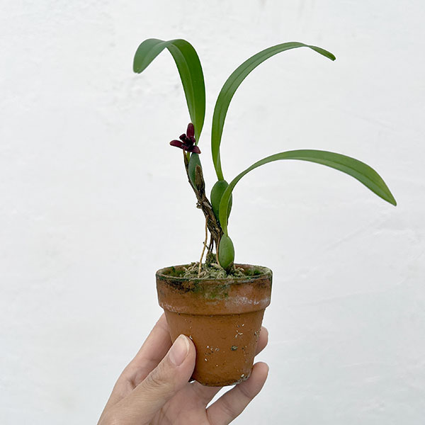 マキシラリア：バリアビス ブラックベリー 2号ポット