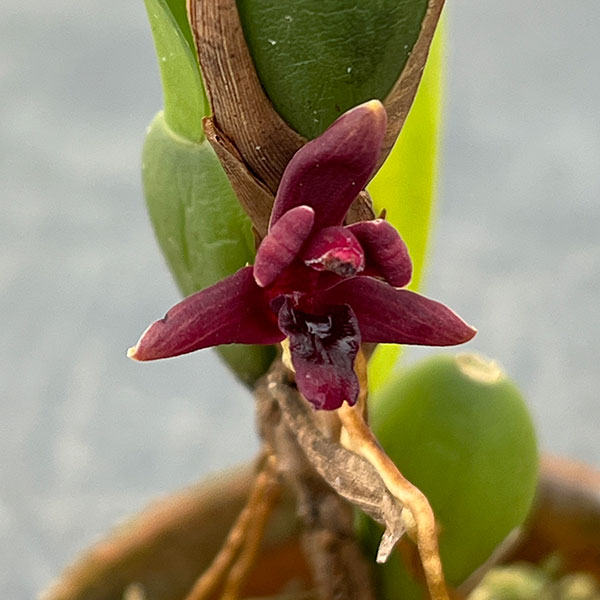 マキシラリア：バリアビス ブラックベリー 2号ポット