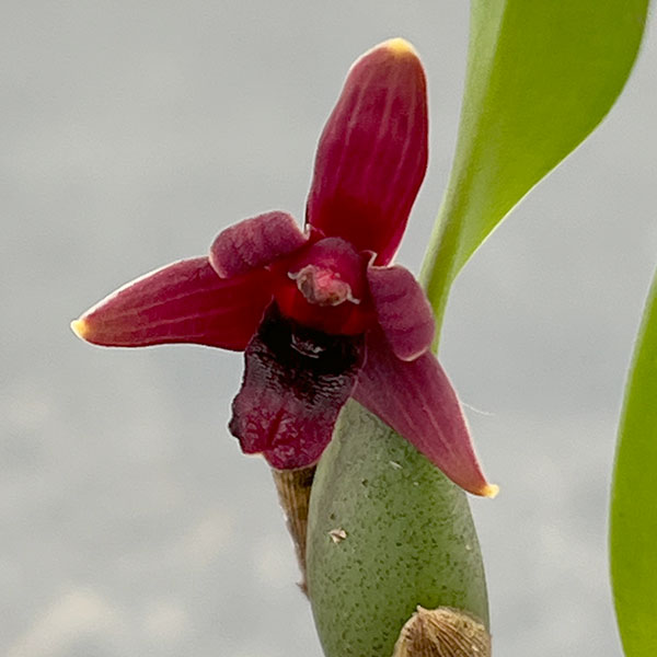 マキシラリア：バリアビス ブラックベリー 2号ポット