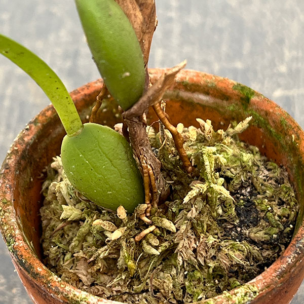 マキシラリア：バリアビス ブラックベリー 2号ポット