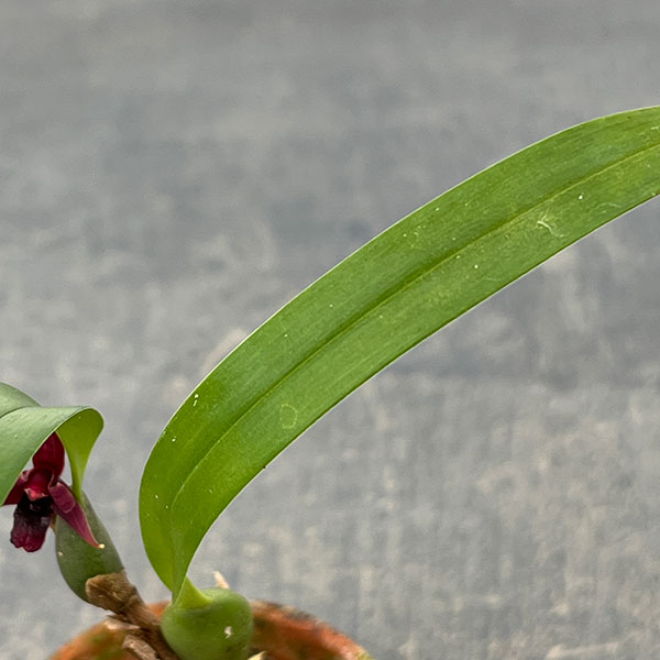 マキシラリア：バリアビス ブラックベリー 2号ポット