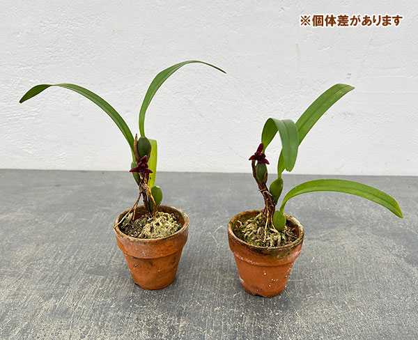 マキシラリア：バリアビス ブラックベリー 2号ポット