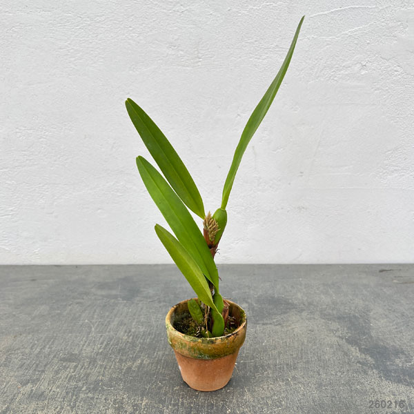 マキシラリア：デンサ2.5号ポット