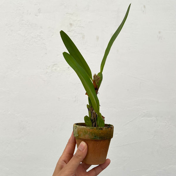 マキシラリア：デンサ2.5号ポット