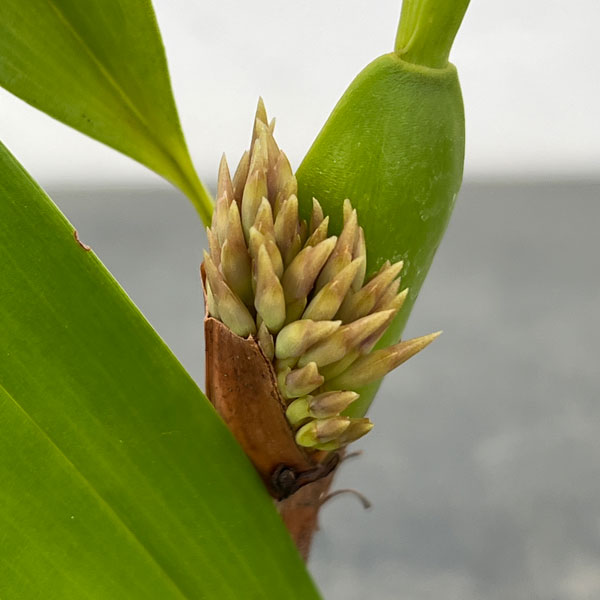 マキシラリア：デンサ2.5号ポット