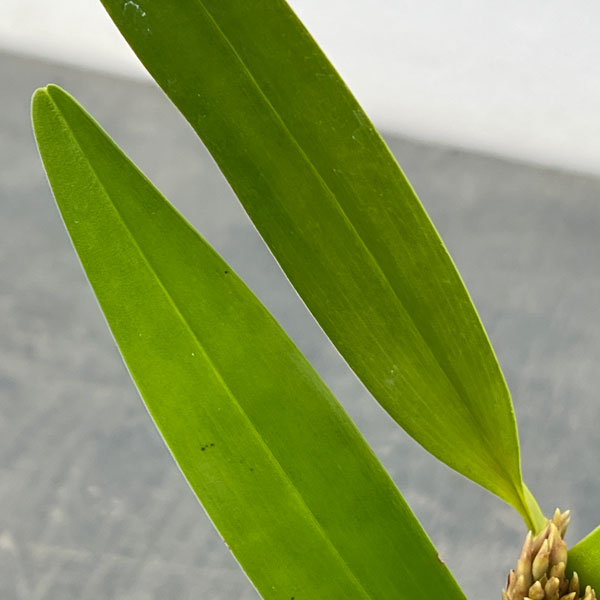 マキシラリア：デンサ2.5号ポット