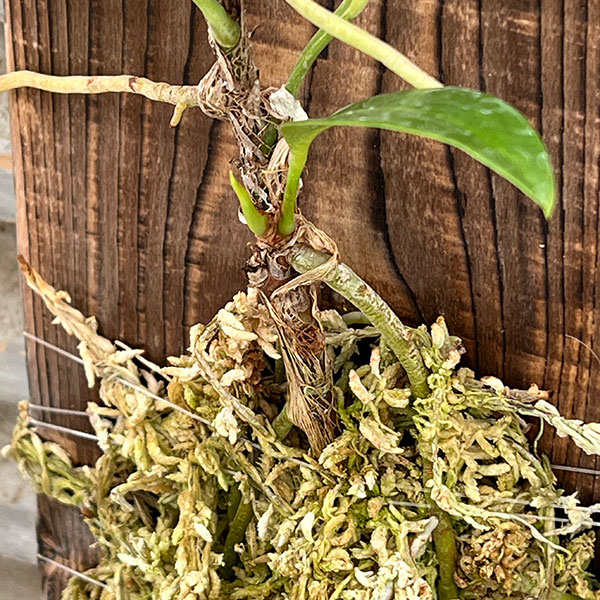 アンスリウム:スカンデンス板付け