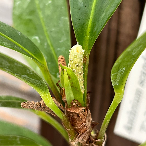 アンスリウム:スカンデンス板付け