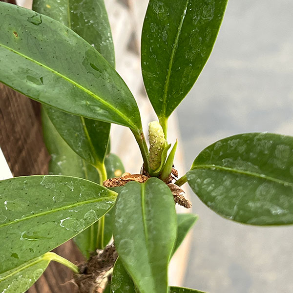 アンスリウム:スカンデンス板付け