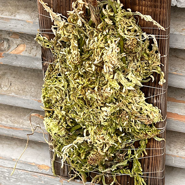 アンスリウム:スカンデンス板付け